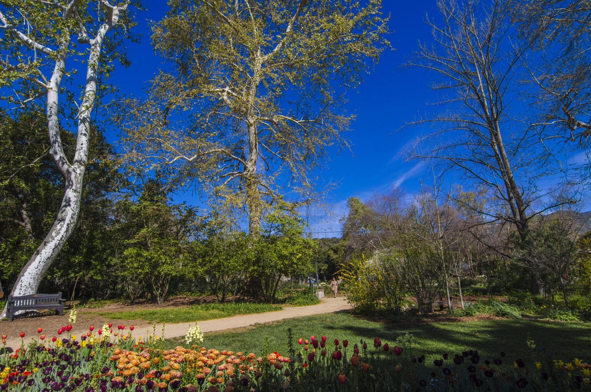 Descanso Gardens